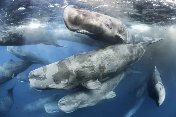 Wildlife Photographer of the Year: las mejores fotos de naturaleza del mundo Wildlife Photographer of the Year: las mejores fotos de naturaleza del mundo - Sputnik Mundo