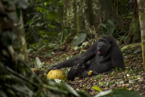 Wildlife Photographer of the Year: las mejores fotos de naturaleza del mundo Wildlife Photographer of the Year: las mejores fotos de naturaleza del mundo - Sputnik Mundo