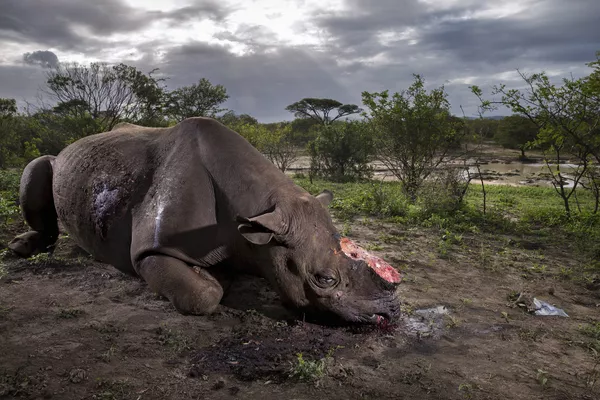 Wildlife Photographer of the Year: las mejores fotos de naturaleza del mundo Wildlife Photographer of the Year: las mejores fotos de naturaleza del mundo - Sputnik Mundo