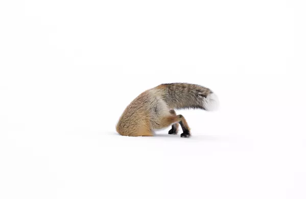 Wildlife Photographer of the Year: las mejores fotos de naturaleza del mundo Wildlife Photographer of the Year: las mejores fotos de naturaleza del mundo - Sputnik Mundo