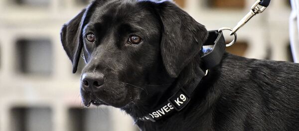 Lulú, una perrita de raza labrador - Sputnik Mundo