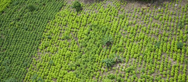 Una plantación de coca en Colombia - Sputnik Mundo