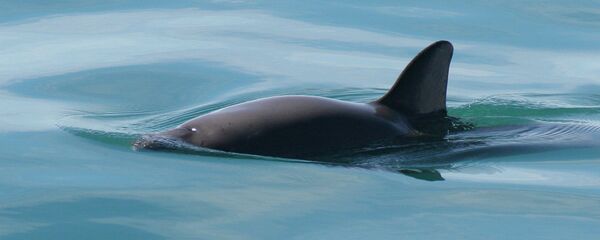 Vaquita marina - Sputnik Mundo