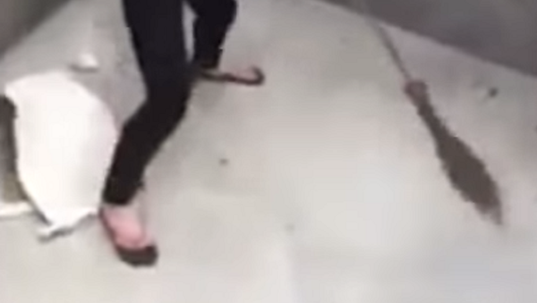 El duelo del siglo: una vietnamita se enfrenta a una valiente rata gigante - Sputnik Mundo