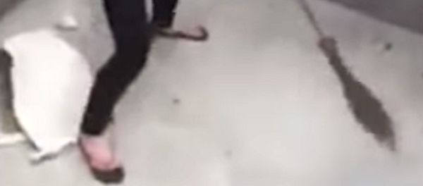 El duelo del siglo: una vietnamita se enfrenta a una valiente rata gigante - Sputnik Mundo