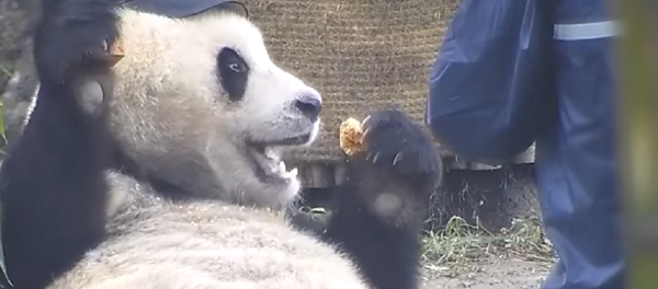 El panda Quing Quing, toda una estrella en internet - Sputnik Mundo