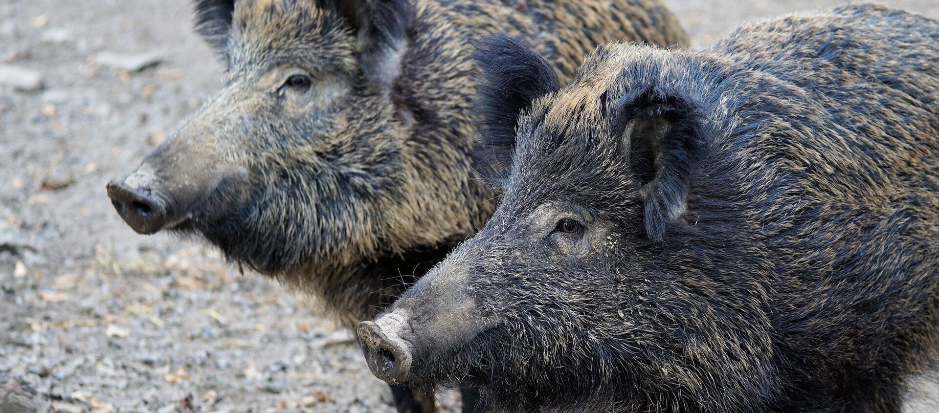 Dos jabalíes (archivo) - Sputnik Mundo, 1920, 05.11.2019
