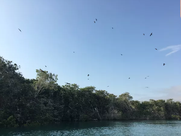 Vista desde la embarcación hacia el manglar La Boca que alberga a cientos de aves, en Manabí. Vista desde la embarcación hacia el manglar La Boca que alberga a cientos de aves, en Manabí. - Sputnik Mundo