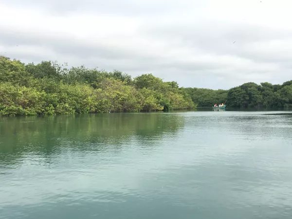 Vista desde la embarcación hacia el manglar La Boca que alberga a cientos de aves, en Manabí. Vista desde la embarcación hacia el manglar La Boca que alberga a cientos de aves, en Manabí. - Sputnik Mundo
