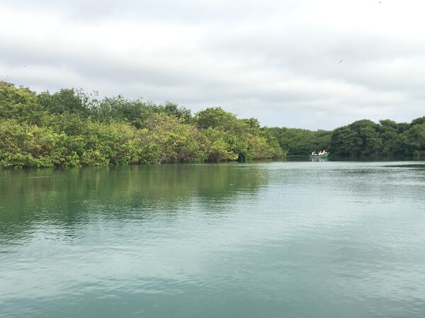  Vista desde la embarcación hacia el manglar La Boca que alberga a cientos de aves, en Manabí. - Sputnik Mundo