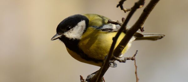 El carbonero común (imagen referencial) - Sputnik Mundo