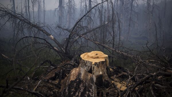 Incendios forestales (archivo) - Sputnik Mundo