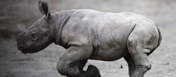 Una cría de rinoceronte (imagen referencial) - Sputnik Mundo