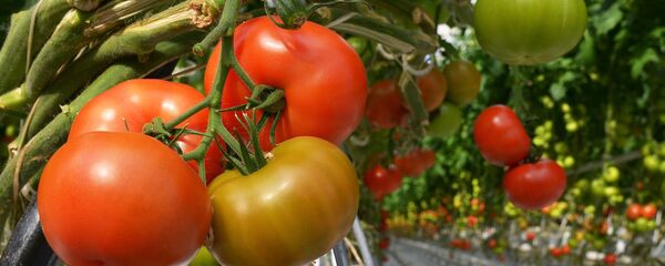 Cultivo de tomates (archivo) - Sputnik Mundo