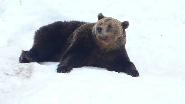 Un oso sobre la nieve (imagen referencial) - Sputnik Mundo