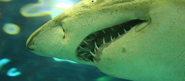 Un tiburón (imagen referencial) - Sputnik Mundo