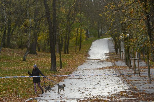 Los efectos de la tormenta Herwart en Europa - Sputnik Mundo