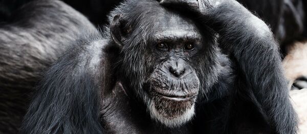 Un mono (imagen referencial) - Sputnik Mundo