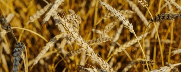 Trigo - Sputnik Mundo