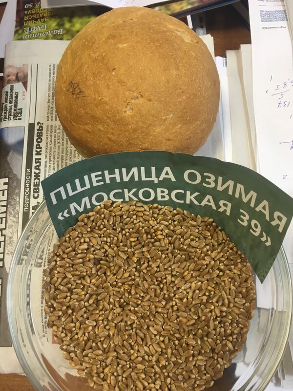 La variedad de trigo Moskovski 39  - Sputnik Mundo