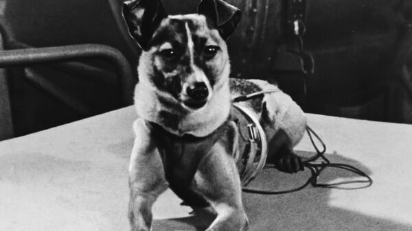 Laika, perra cosmonauta - Sputnik Mundo