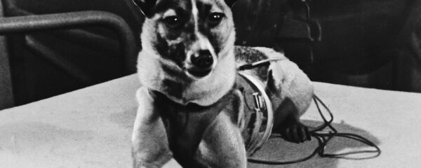 Laika, perra cosmonauta - Sputnik Mundo