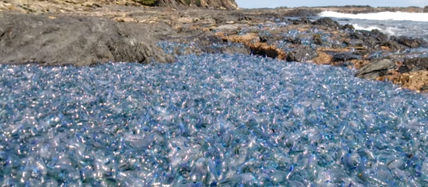 Miles de seres marinos agonizan en una playa australiana de forma inexplicable - Sputnik Mundo