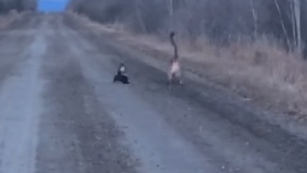 Pequeño pero matón: una valiente mofeta ataca a un puma - Sputnik Mundo