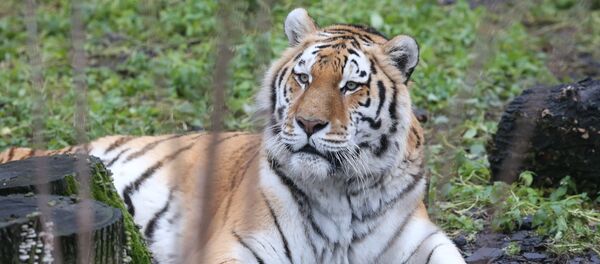 El tigre del zoo de Kaliningrado - Sputnik Mundo