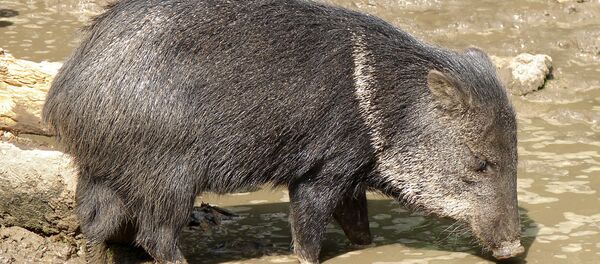 Un cerdo de monte - Sputnik Mundo