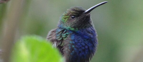 Una ave peruana - Sputnik Mundo