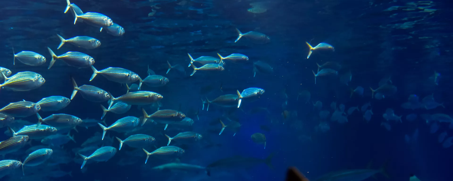 Un enjambre de peces  - Sputnik Mundo, 1920, 05.02.2022