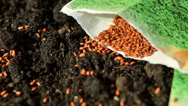 Semillas Semillas - Sputnik Mundo