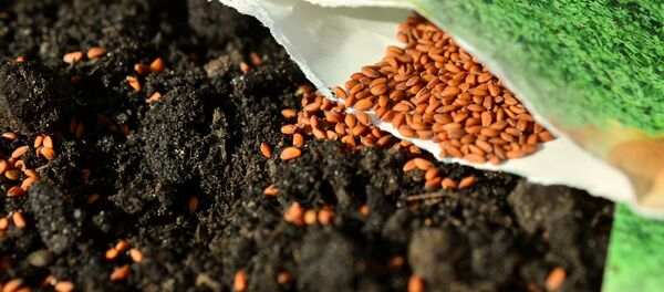 Semillas - Sputnik Mundo