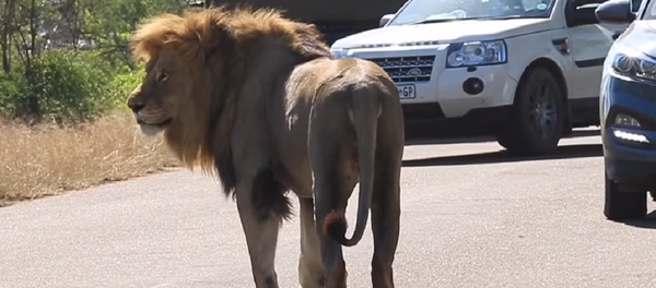 Un león ataca a un grupo de turistas para… ¿impresionar a una hembra? Un león ataca a un grupo de turistas para… ¿impresionar a una hembra? - Sputnik Mundo