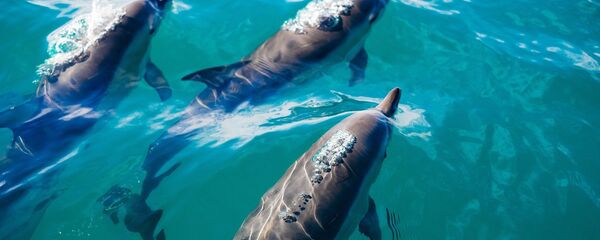 Los delfines (archivo) - Sputnik Mundo