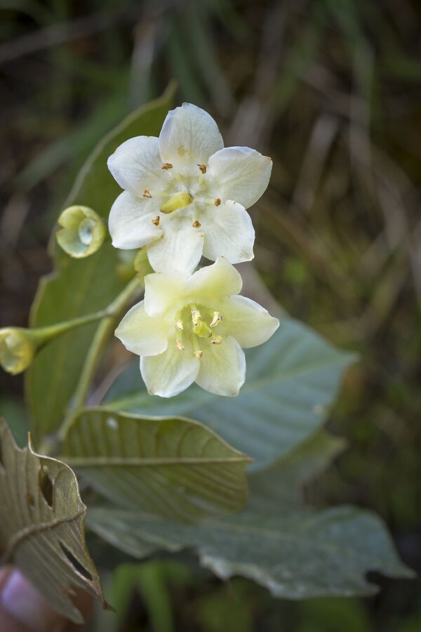 Elaeagia, una de las nuevas especies encontradas en Colombia. - Sputnik Mundo