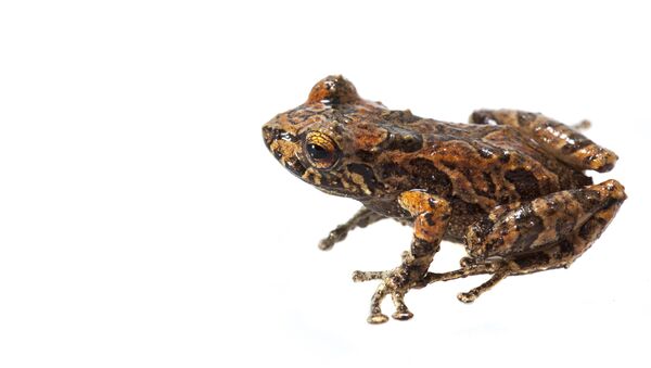 Pristimantis sp. Una de las nuevas especies de anfibios de Colombia - Sputnik Mundo
