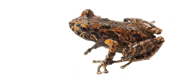 Pristimantis sp. Una de las nuevas especies de anfibios de Colombia Pristimantis sp. Una de las nuevas especies de anfibios de Colombia - Sputnik Mundo