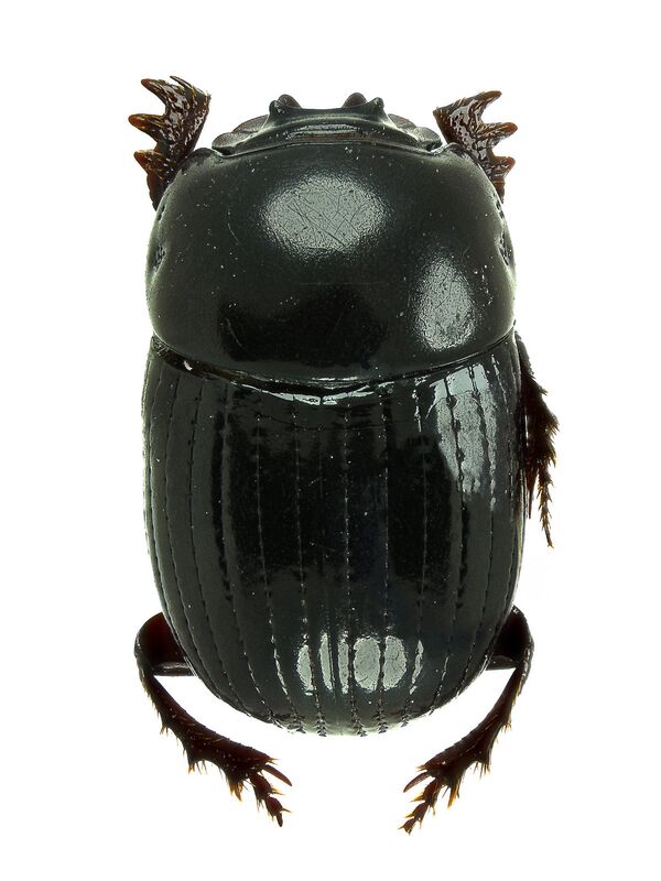 Scatimus, una de las nuevas especies de escarabajos de Colombia - Sputnik Mundo