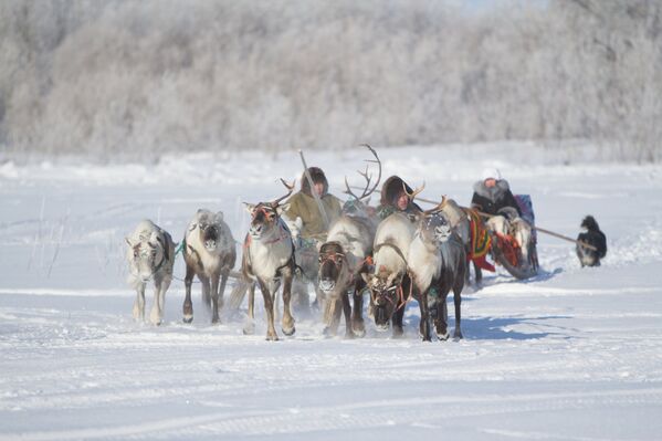 La belleza ártica de Arjánguelsk - Sputnik Mundo