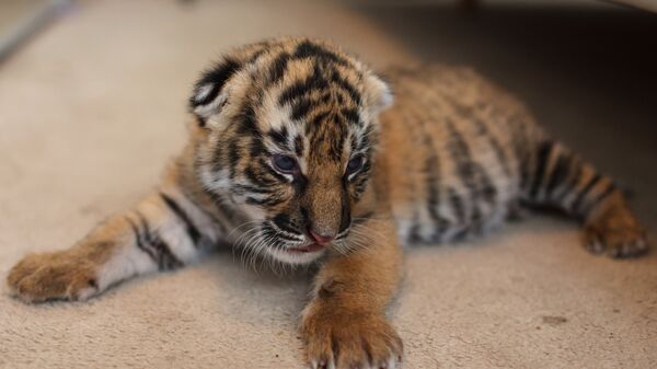 Un cachorro de tigre siberiano (archivo) - Sputnik Mundo