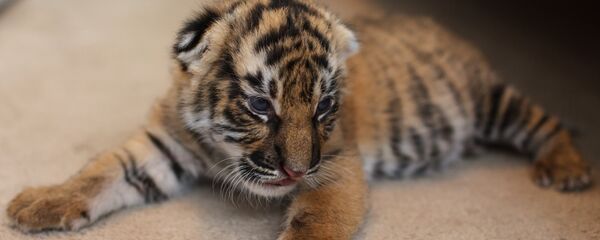 Un cachorro de tigre siberiano (archivo) - Sputnik Mundo