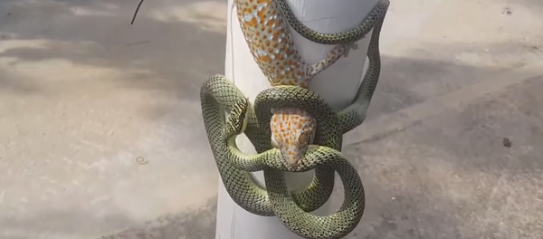 El duelo de un lagarto y una serpiente - Sputnik Mundo