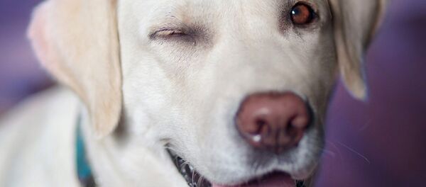 Un perro - Sputnik Mundo