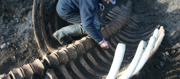 Los restos de una vaca marina de Steller (Hydrodamalis gigas) en la reserva natural de Komandorski, Rusia, noviembre de 2017 - Sputnik Mundo