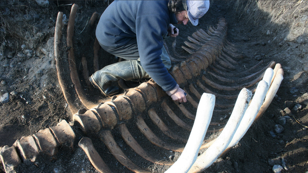 Los restos de una vaca marina de Steller (Hydrodamalis gigas) en la reserva natural de Komandorski, Rusia, noviembre de 2017 - Sputnik Mundo