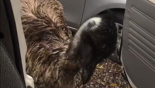 Un emú ladronzuelo triunfa en las redes - Sputnik Mundo