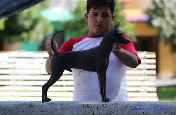 El xoloitzcuintle - Sputnik Mundo