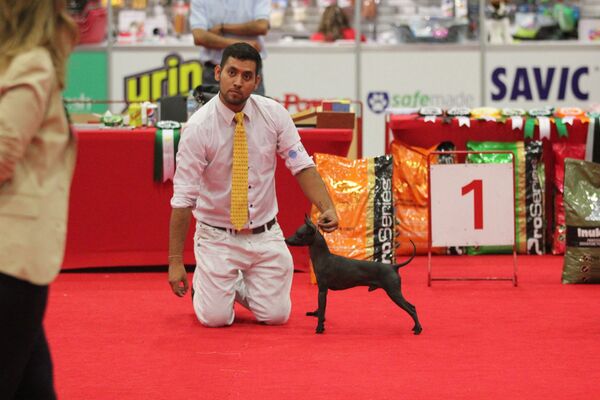 El xoloitzcuintle - Sputnik Mundo